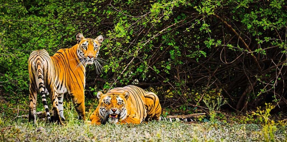 Into the Mangrove Maze: Cruising the Sundarbans in Search of the Royal Bengal Tiger